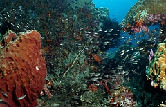 Raja Ampat 2016 - Corail - IMG_4906_rc